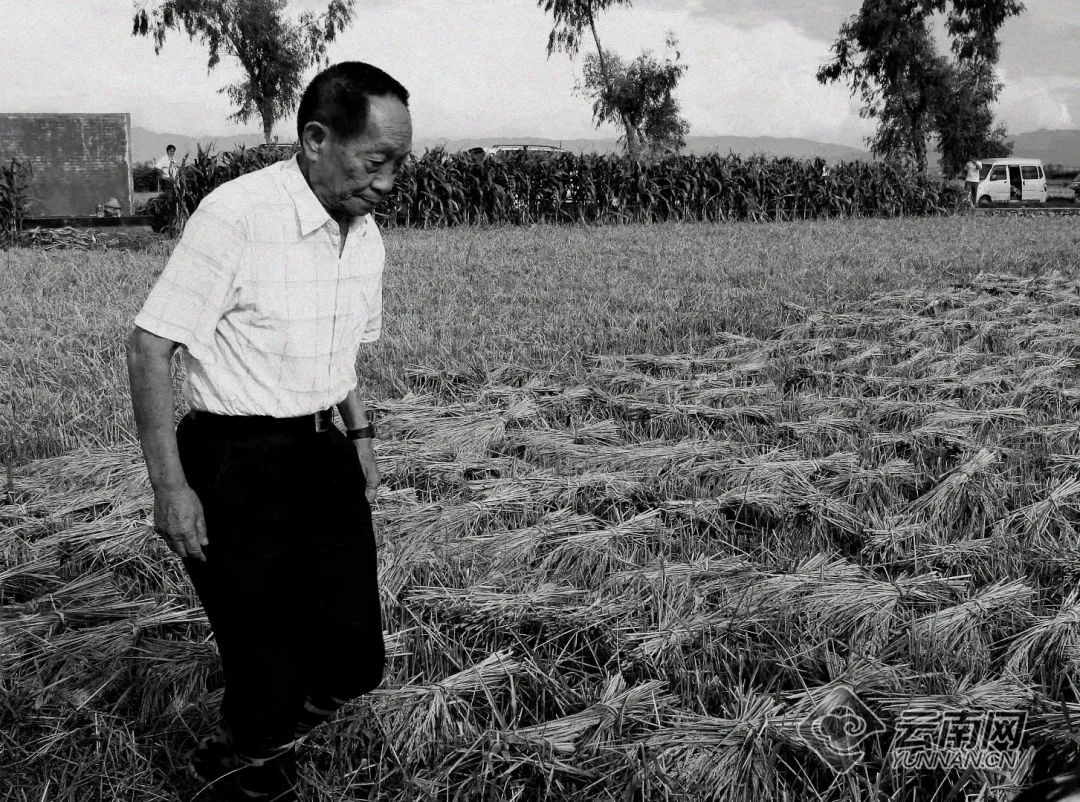 袁隆平在云南的这些老照片,看着看着就哭了