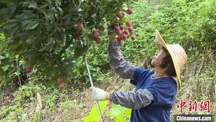 荔枝之乡增城荔枝今年产量预计达4.1万吨