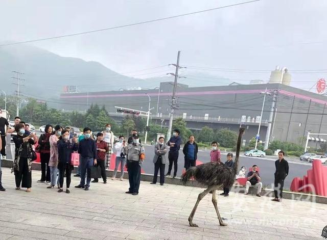 安徽宁国街头一只鸵鸟狂奔，被狗惊吓后外逃休闲区蓝鸢梦想 - Www.slyday.coM