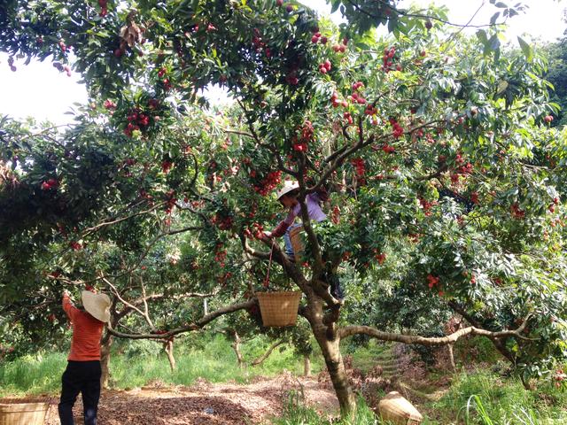 东莞:荔枝飘香枝头俏,36个采摘点等你“闹”|东莞市_新浪新闻
