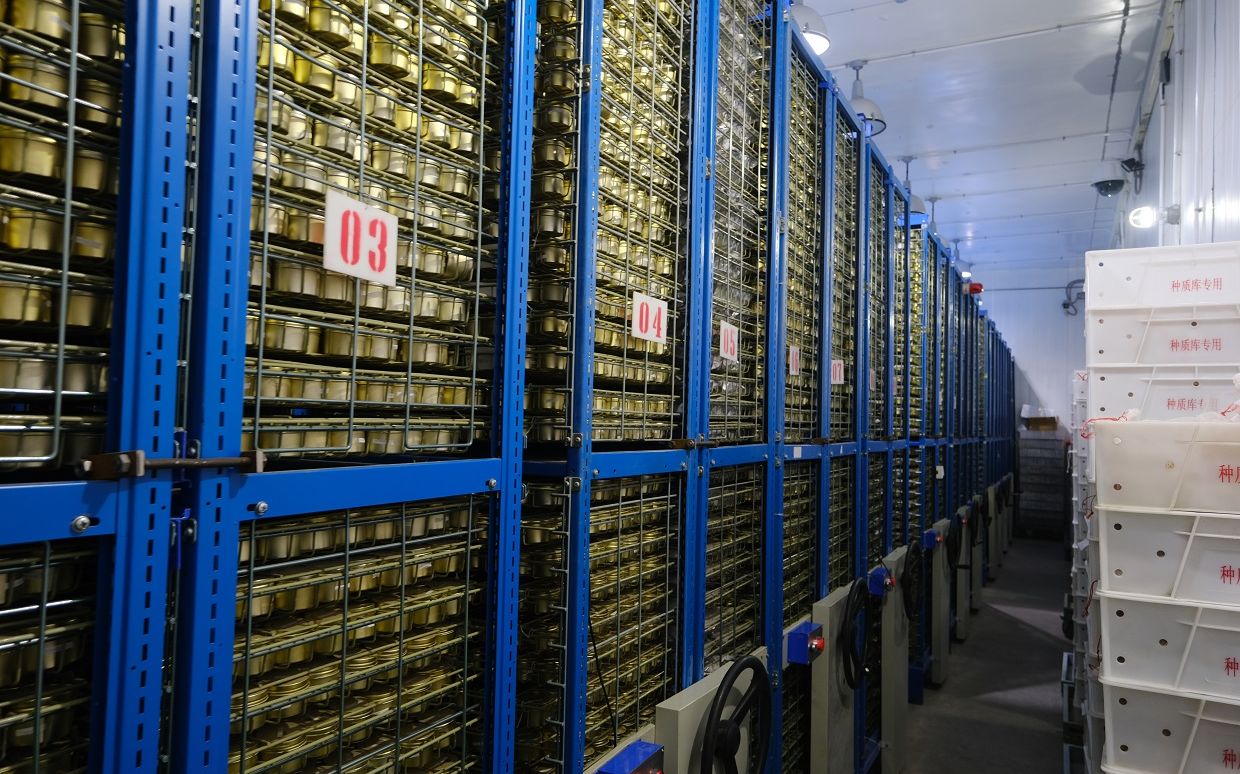 亚洲最大种质库52万份种子经过层层关卡才能进来沉睡