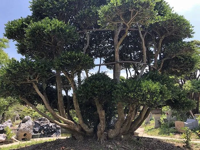 黄杨树(黄杨树怎么养殖方法)