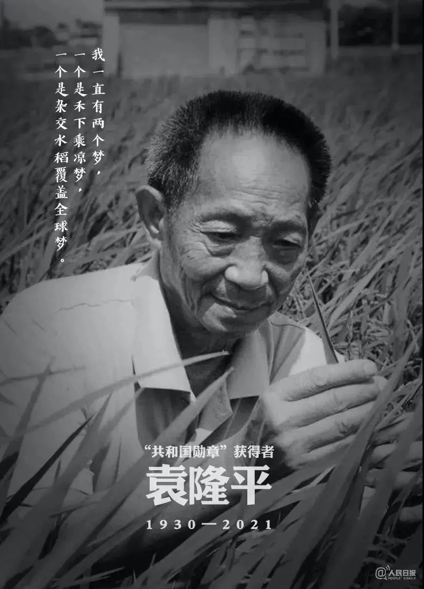 袁隆平在云南的这些老照片,看着看着就哭了