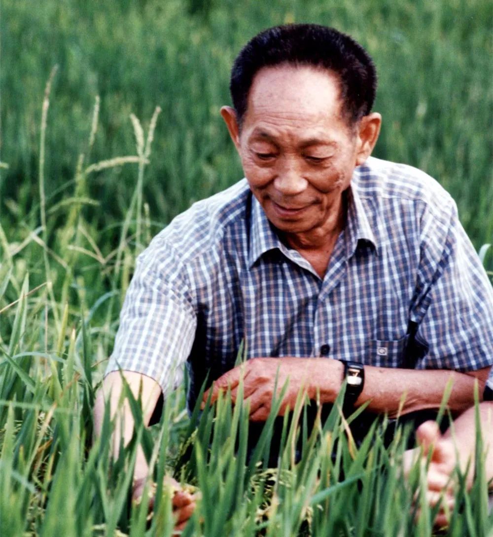 袁隆平走了他为之奋斗一生的全球饥饿问题离彻底解决还有多远