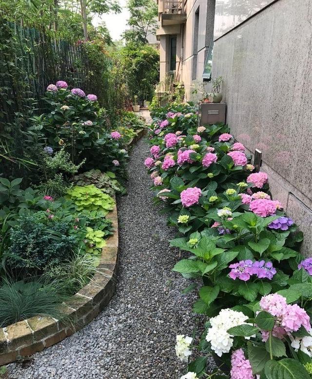 有院子一定要养的"3种花",花多花大又好看好养,美成一幅画|月季_新浪