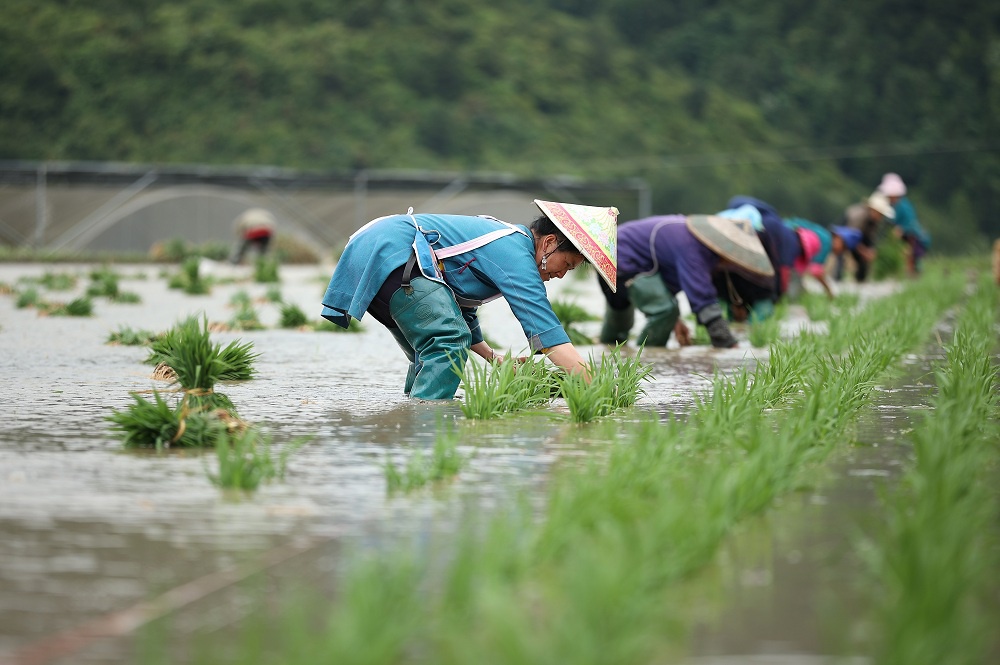 贵州丹寨:苗寨初夏插秧忙