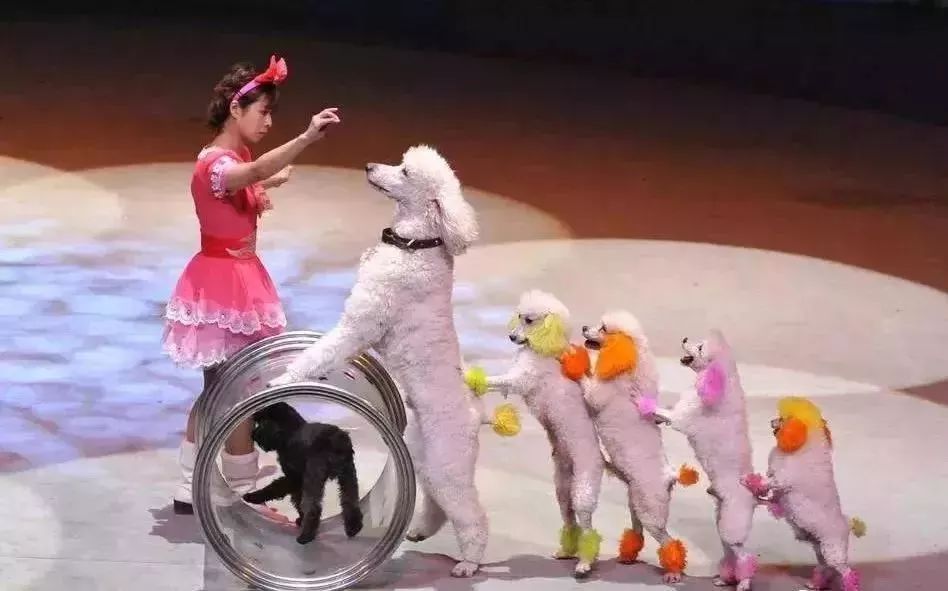 “裕农园”运营公司及关联人员因涉嫌传销被法院