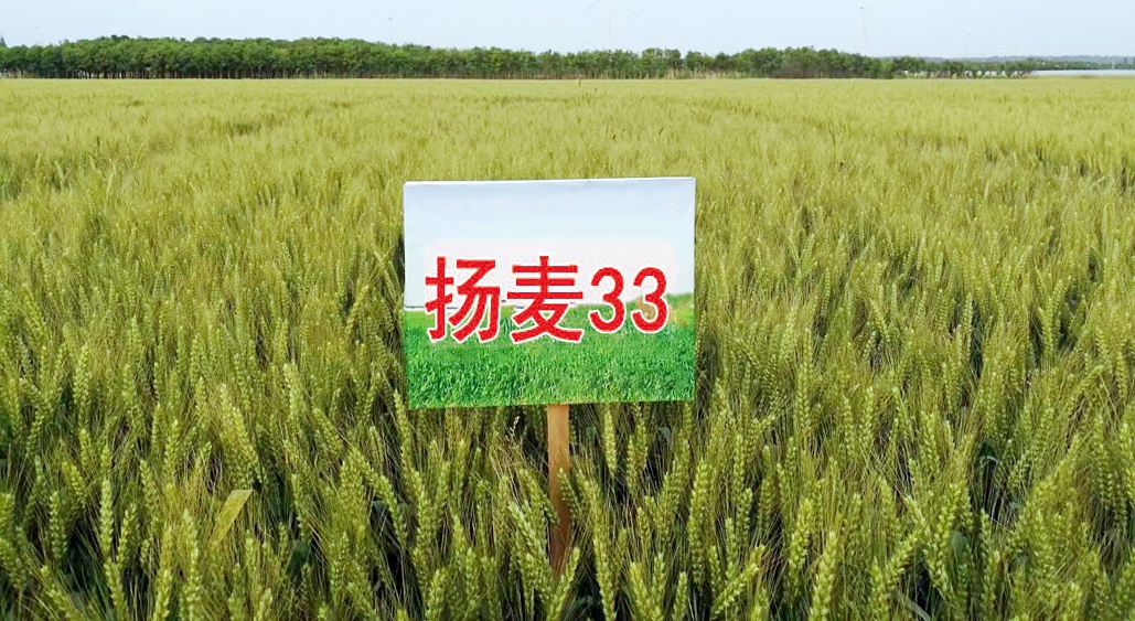为进一步评价扬麦33在大面积生产上的抗性和产量表现,推动科技成果