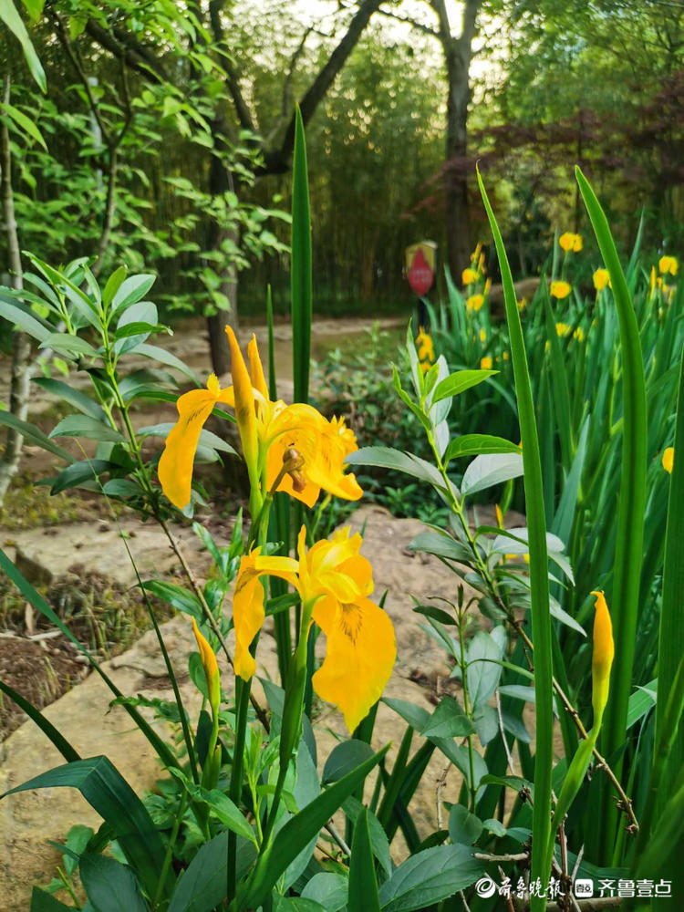 日照植物园鸢尾花盛开艳丽夺目|日照市|植物园_新浪新闻