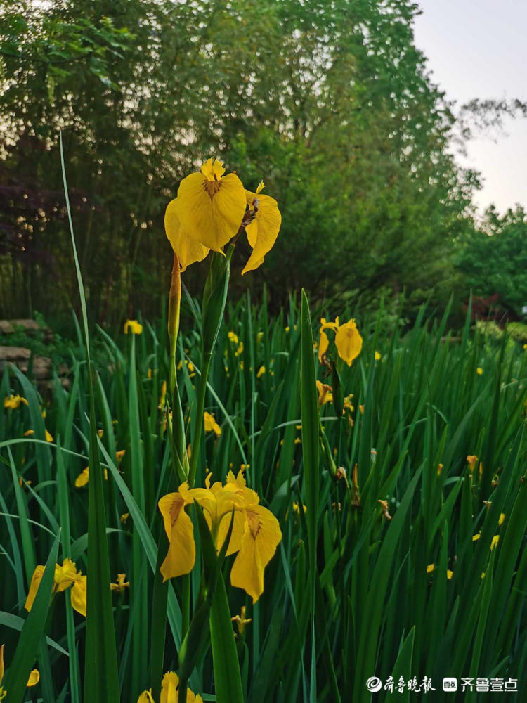 日照植物园鸢尾花盛开艳丽夺目|日照市|植物园_新浪新闻