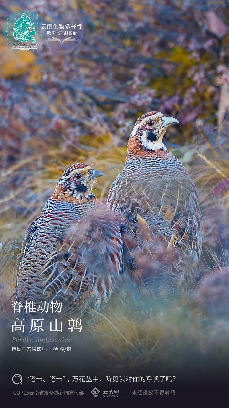 雲南生物多樣性數字化百科圖譜脊椎動物61高原山鶉嗒卡嗒卡萬花叢中