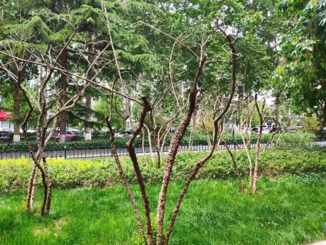 城市中枯死树木明显增多原因何在?|淄博市_新浪新闻