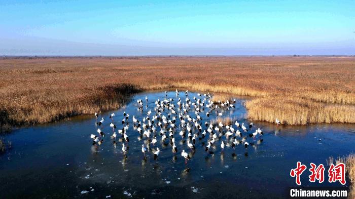 山东省政协督办2021年重点提案黄河三角洲生态保护受关注