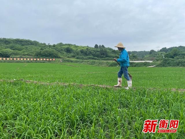 青青禾苗寄哀思 青竹村为实现袁老的“禾下乘凉梦”而奋斗休闲区蓝鸢梦想 - Www.slyday.coM