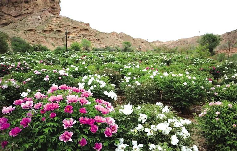 白银300多亩牡丹扮美乡村|白银市_新浪新闻