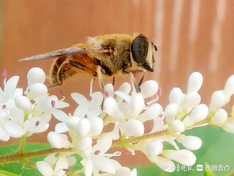9还有好蜜蜂采蜜 9月份蜜蜂采什么蜜
