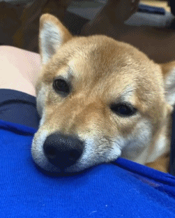 狗子不停含咬着主人的衣服,等松开嘴时,忍不住笑了!|柴犬|狗_新浪新闻
