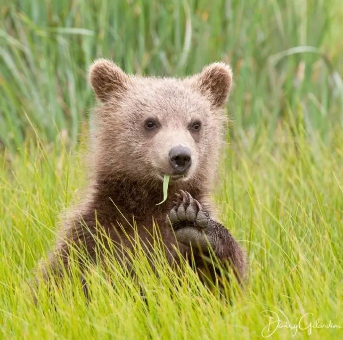 熊麻麻和它的熊崽小挂件谁能抵御毛茸茸呢