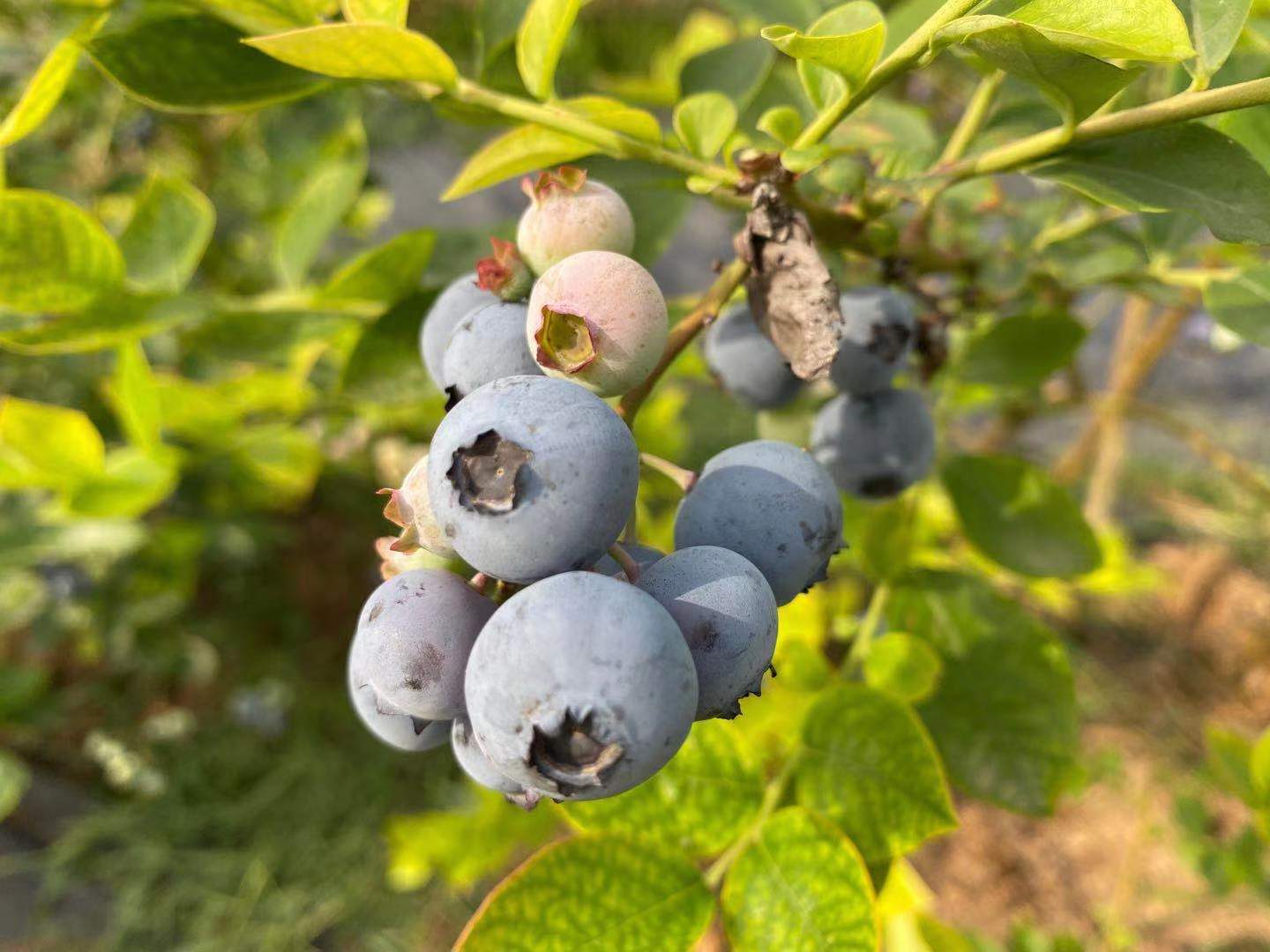 "绿宝石"蓝莓上市受青睐