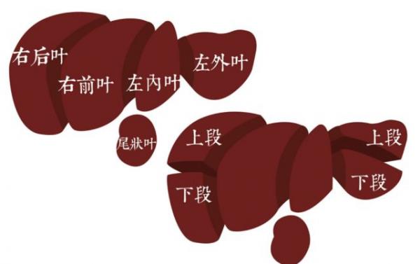 吴孟超院士的创新，不只在手术台上|外科|肝癌_新浪新闻