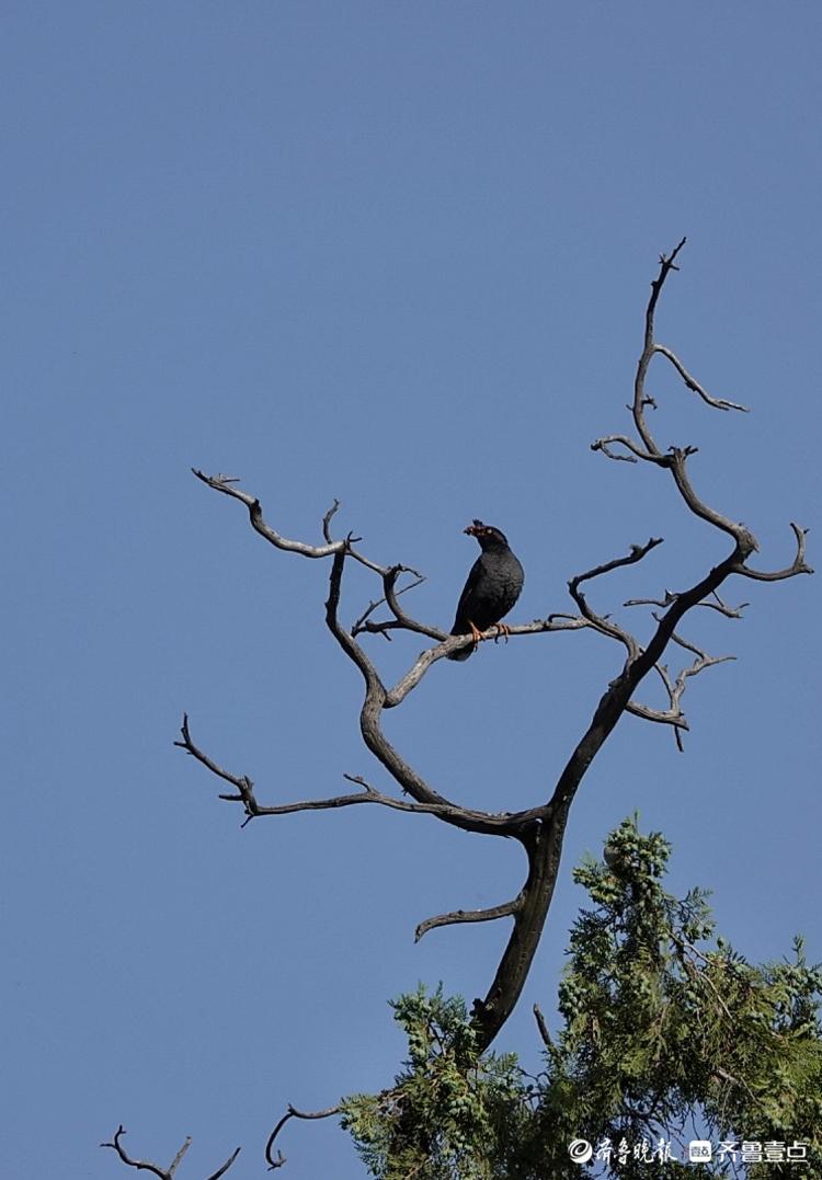 华阳宫老树枯枝上一只小鸟儿在吃食