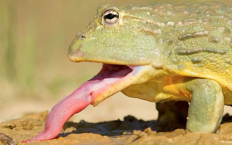 猎物还没反应过来就进入嘴里007秒知道青蛙舌头有多厉害吗