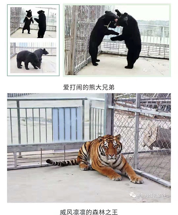 孔雀谷景区的熊和老虎宣传稿景区宣传资料 图