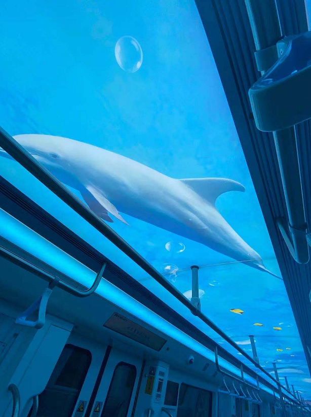 惊艳!厦门地铁3号线主题列车亮相,乘地铁游"海底世界"和"美丽厦门"!