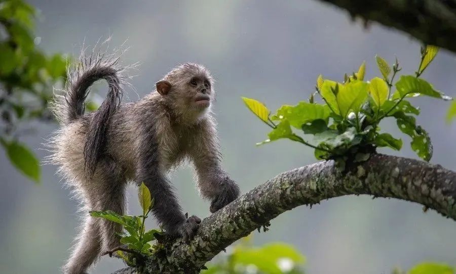 这是云南迪庆藏族自治州香格里拉滇金丝猴国家公园里的滇金丝猴。新华社记者 胡超 摄