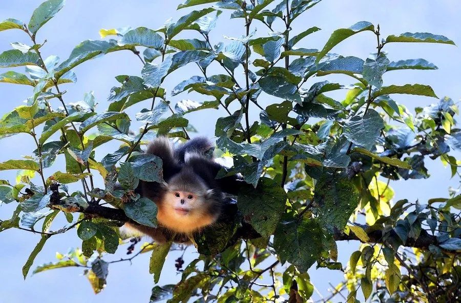 这是香格里拉滇金丝猴国家公园里的滇金丝猴。新华社记者 王长山 摄
