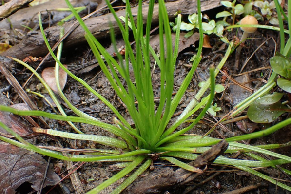 临安丨野生莼菜中华水韭群落大面积现身