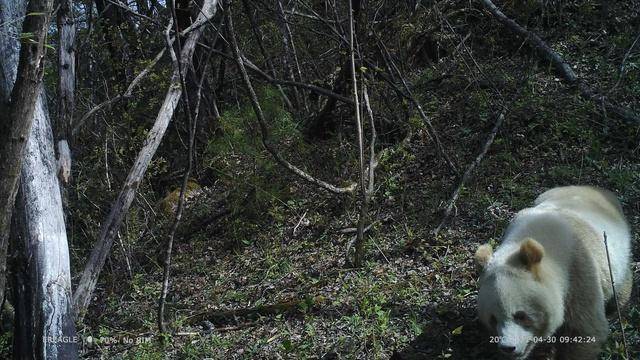 陕西再次发现野生棕色大熊猫休闲区蓝鸢梦想 - Www.slyday.coM