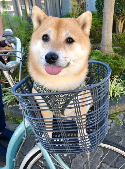 阿柴要出门玩特别开心,没想到却是去洗澡,它的反差好搞笑!