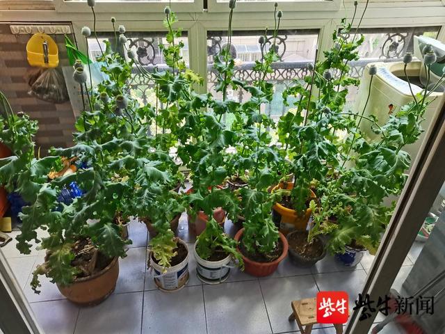 居民把罂粟当盆栽种了十几盆 民警现场铲除