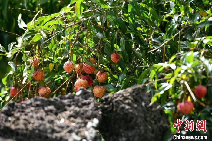 海口火山荔枝王大比拼单颗拍出248万元