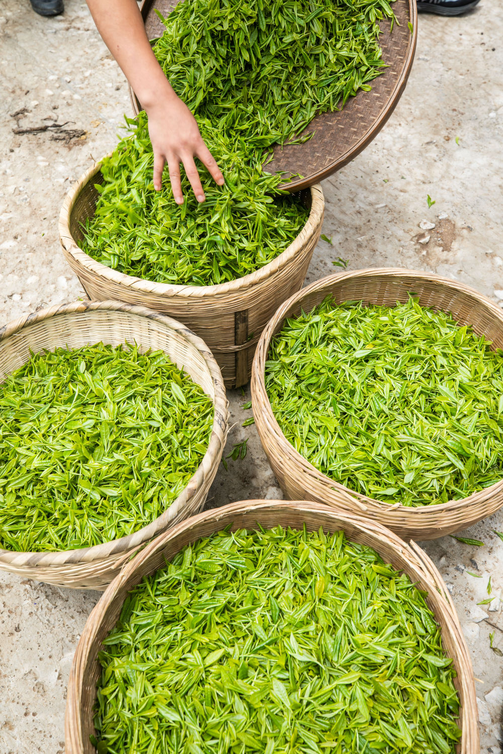 贵州毕节:乌蒙茶香