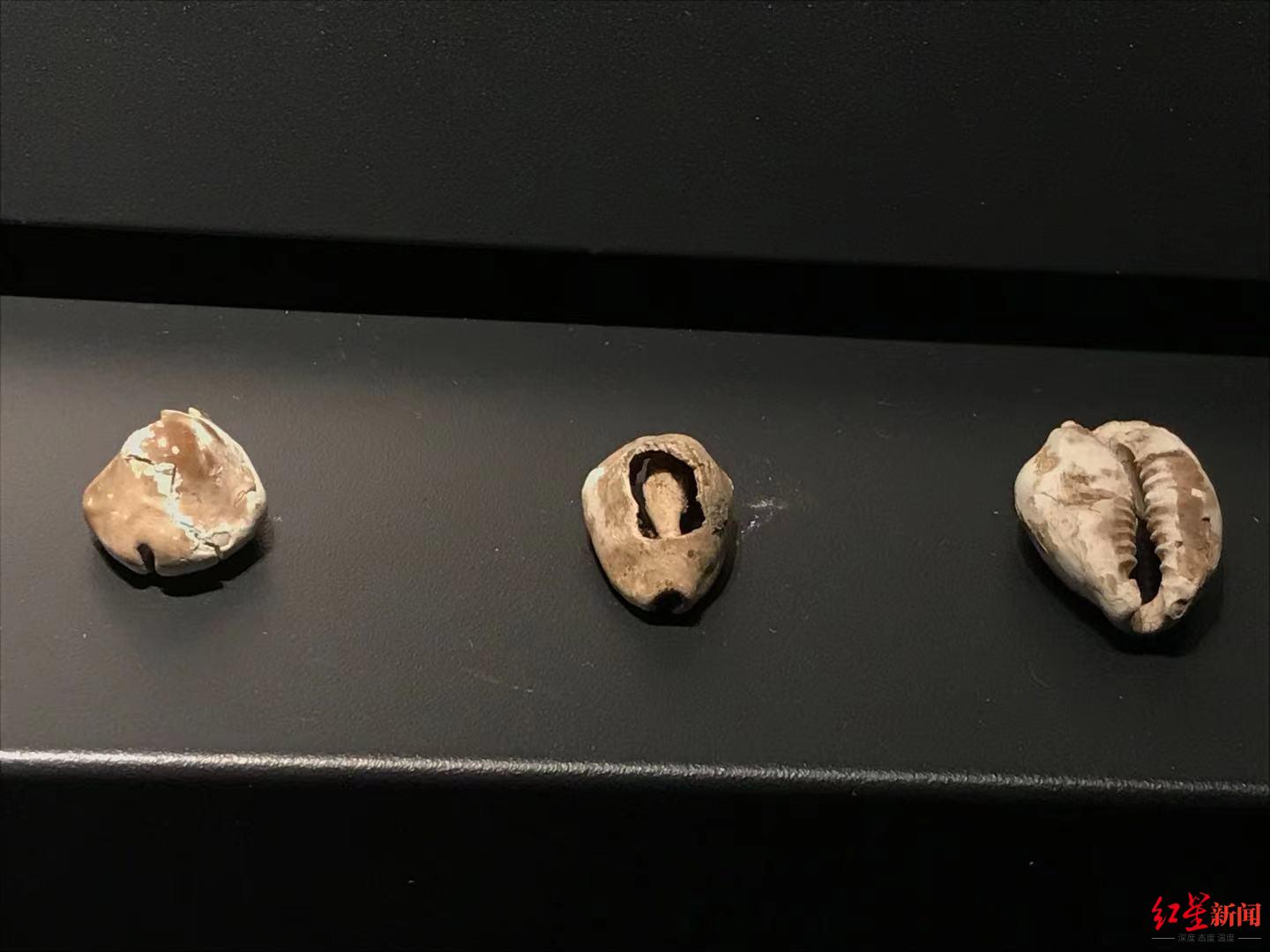 dna同位素等高科技上马欲解三星堆海贝与象牙来源之谜