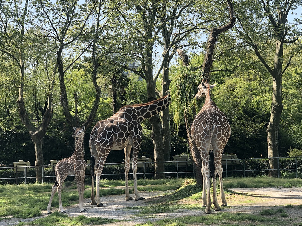 萌翻!一大波动物幼仔在上海动物园集合,准备陪你过六一_新浪财经_新浪