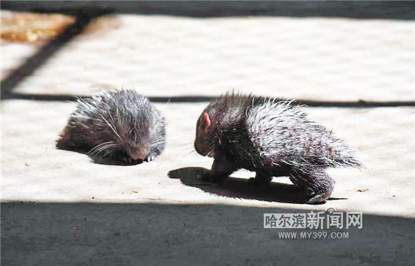 小豪猪超爱撒娇.