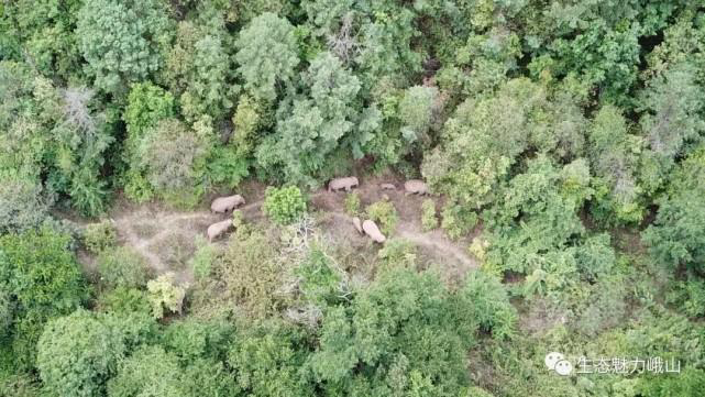 云南野象群集体北迁：40天“肇事”412起，未造成伤亡休闲区蓝鸢梦想 - Www.slyday.coM