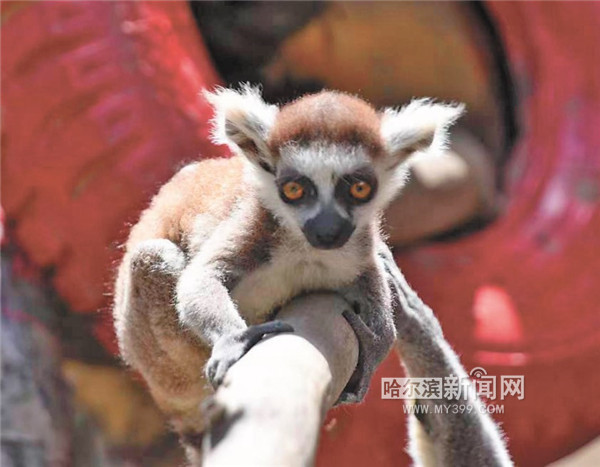 环尾狐猴上蹿下跳.