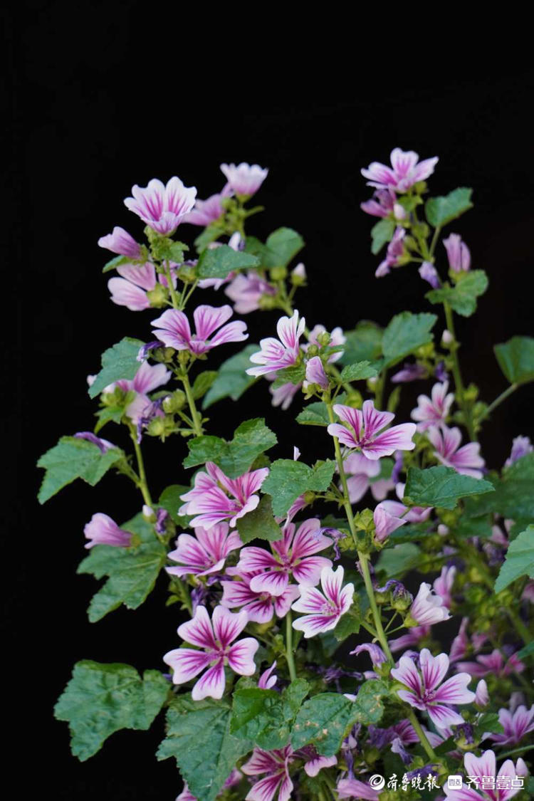 花开齐鲁花姿轻盈雅致漫步济南百花洲遇见最美的锦葵花开