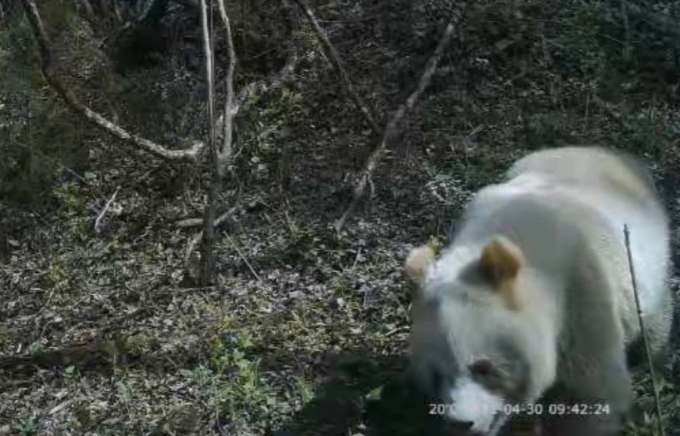 秦岭又发现野生棕色大熊猫，网友：太可爱了！休闲区蓝鸢梦想 - Www.slyday.coM