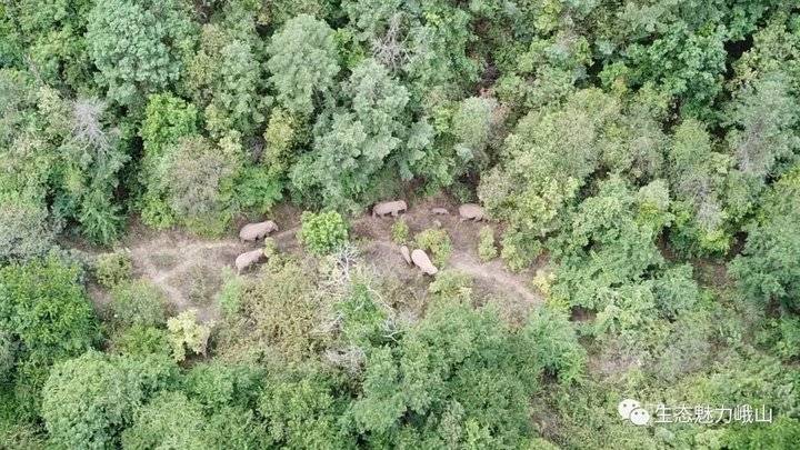 云南野象群集体北迁：40天“肇事”412起，未造成人员伤亡休闲区蓝鸢梦想 - Www.slyday.coM