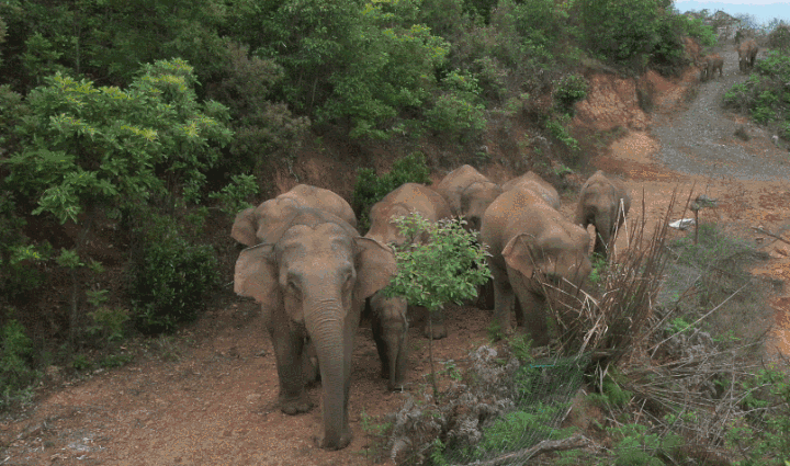 云南野象群集体北迁：40天“肇事”412起，未造成人员伤亡休闲区蓝鸢梦想 - Www.slyday.coM