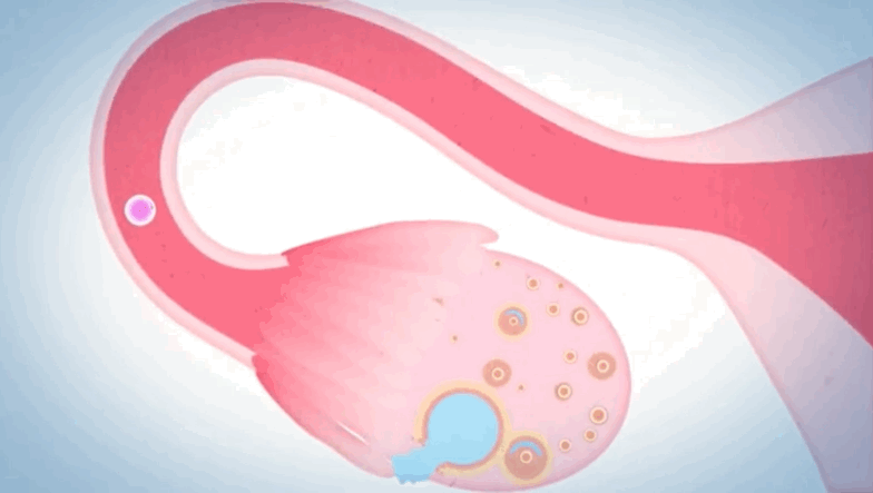 当卵子成熟以后,到达顶峰的雌激素水平告诉大脑——是时候了.