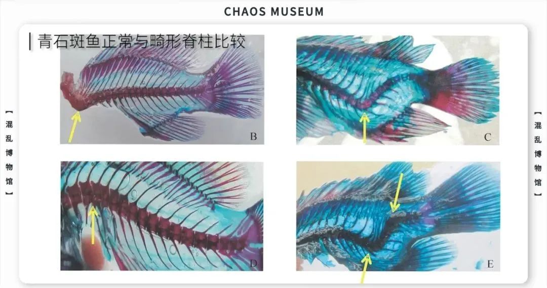 如何成为一条合格的金鱼休闲区蓝鸢梦想 - Www.slyday.coM