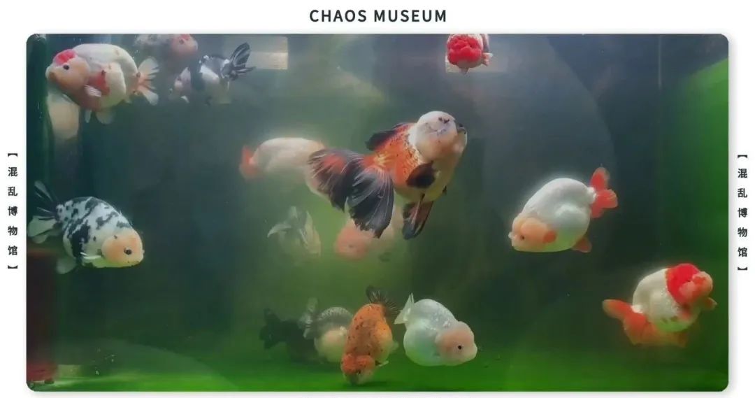 如何成为一条合格的金鱼休闲区蓝鸢梦想 - Www.slyday.coM