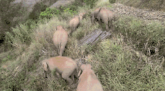 云南野象群集体北迁：40天“肇事”412起，未造成人员伤亡休闲区蓝鸢梦想 - Www.slyday.coM