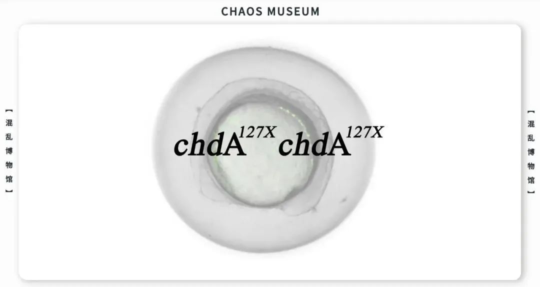 如何成为一条合格的金鱼休闲区蓝鸢梦想 - Www.slyday.coM